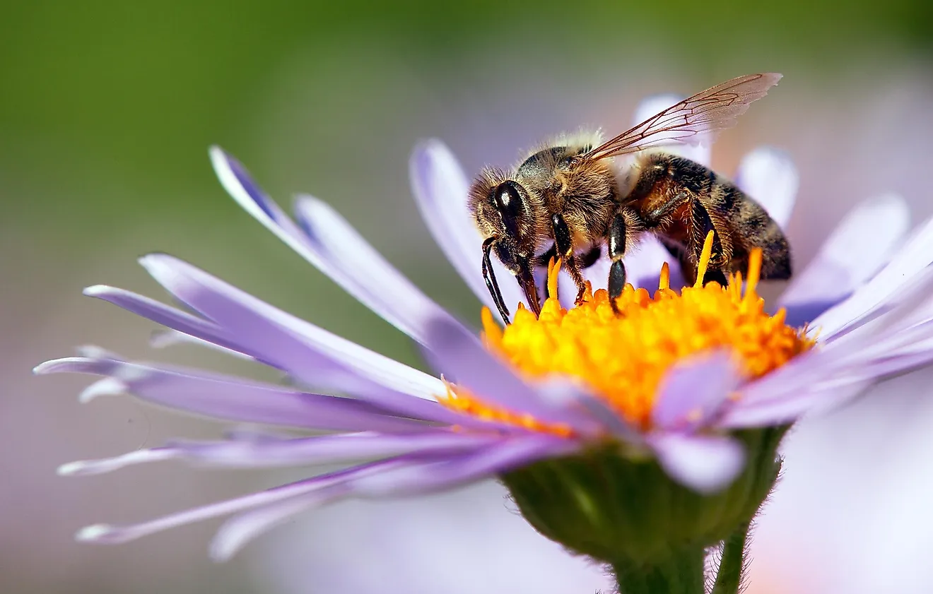 How Long Do Bees Live